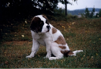 Image17