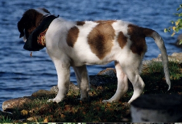 Image35