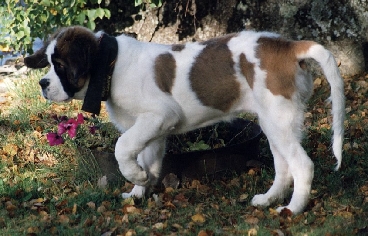 Image36