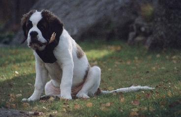 Image37
