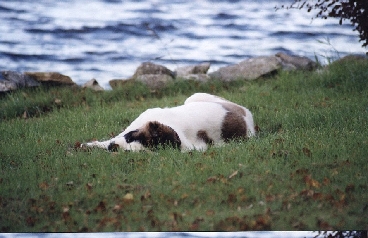 Image40
