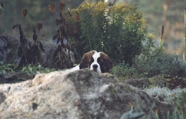Image42