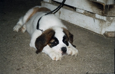 Image43