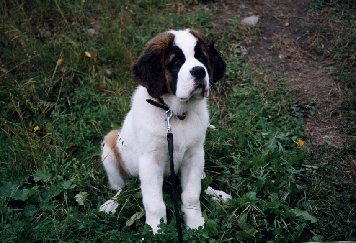 Image8